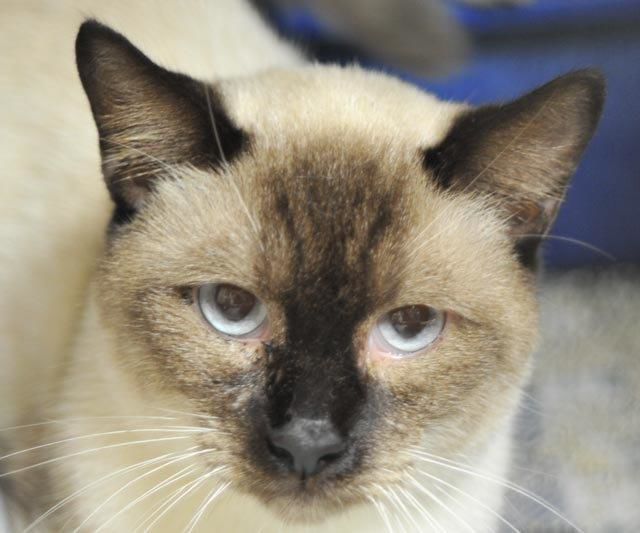 Pets that need homes Mason